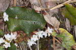 Trailing arbutus